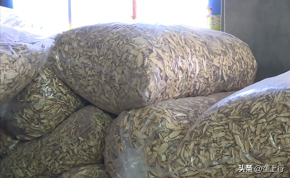 “淘宝村”里菇飘香六旬菇农年销600多万元