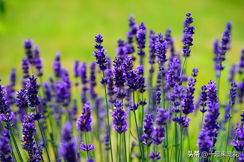 四季室内养什么花最好而且不死,适合家里养的5种花夜里释放氧气