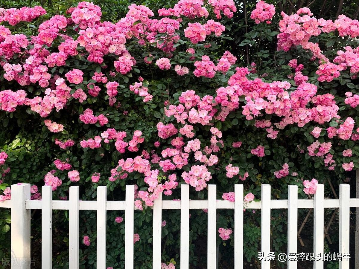 生如夏花灿烂的时候,生如夏花绚烂绽放歌曲视频