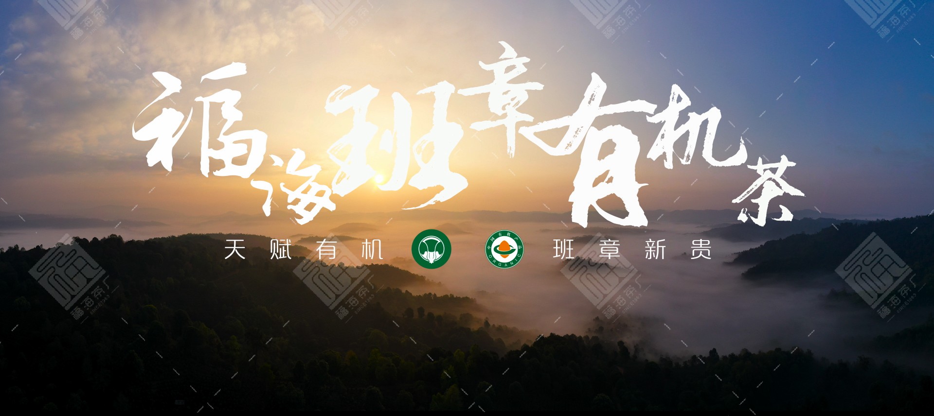 福海班章茶怎么样,2018年福海班章有机茶