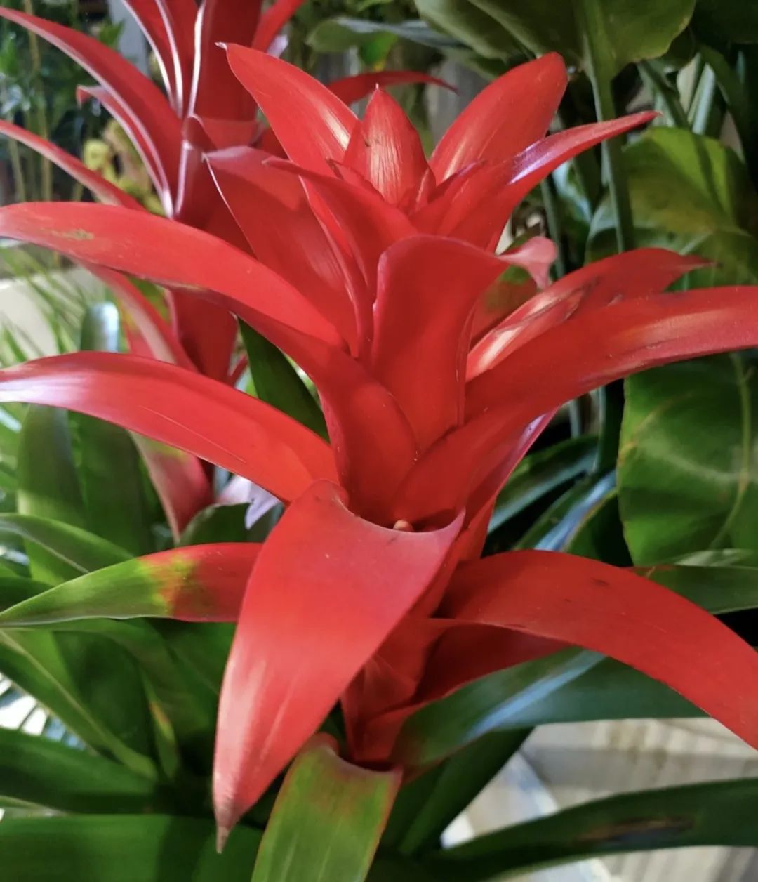 睡觉房间里养什么花草最好,卧室里适合养什么东西