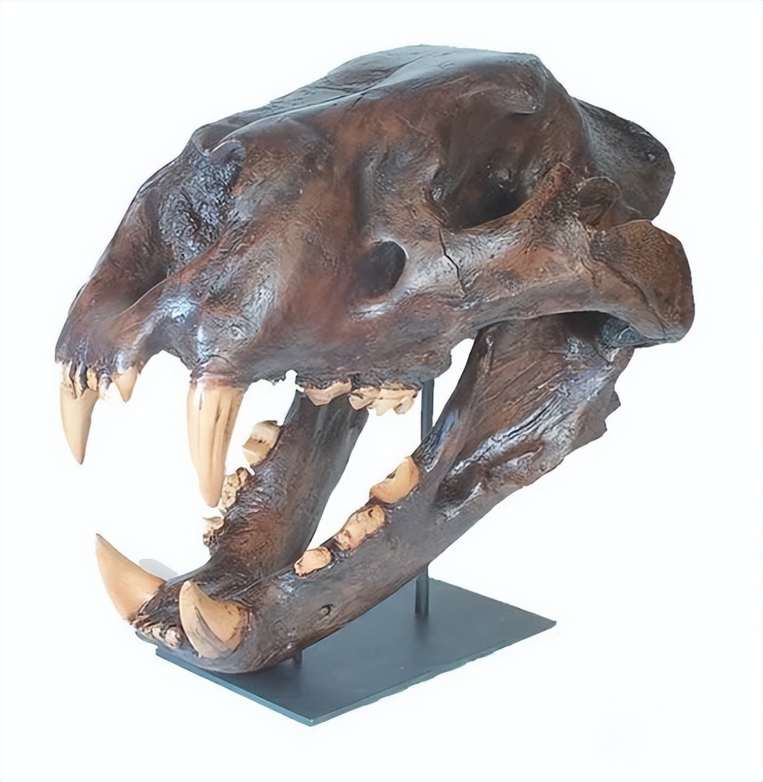 史上最大猫科动物体型排行,最强猫科动物排名狮子