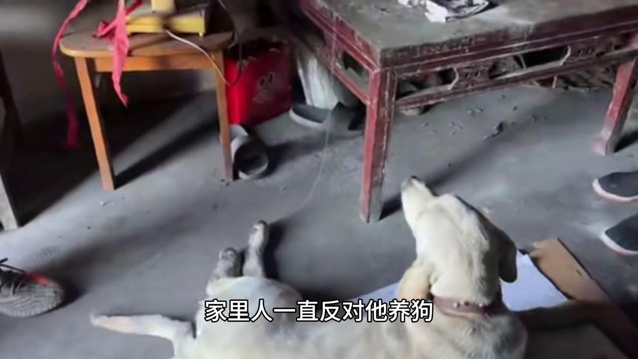 拉布拉多拿头撞狗,拉布拉多被车撞