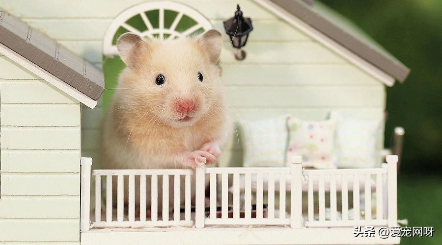 对动物的疑问有哪些,关于仓鼠的所有事情