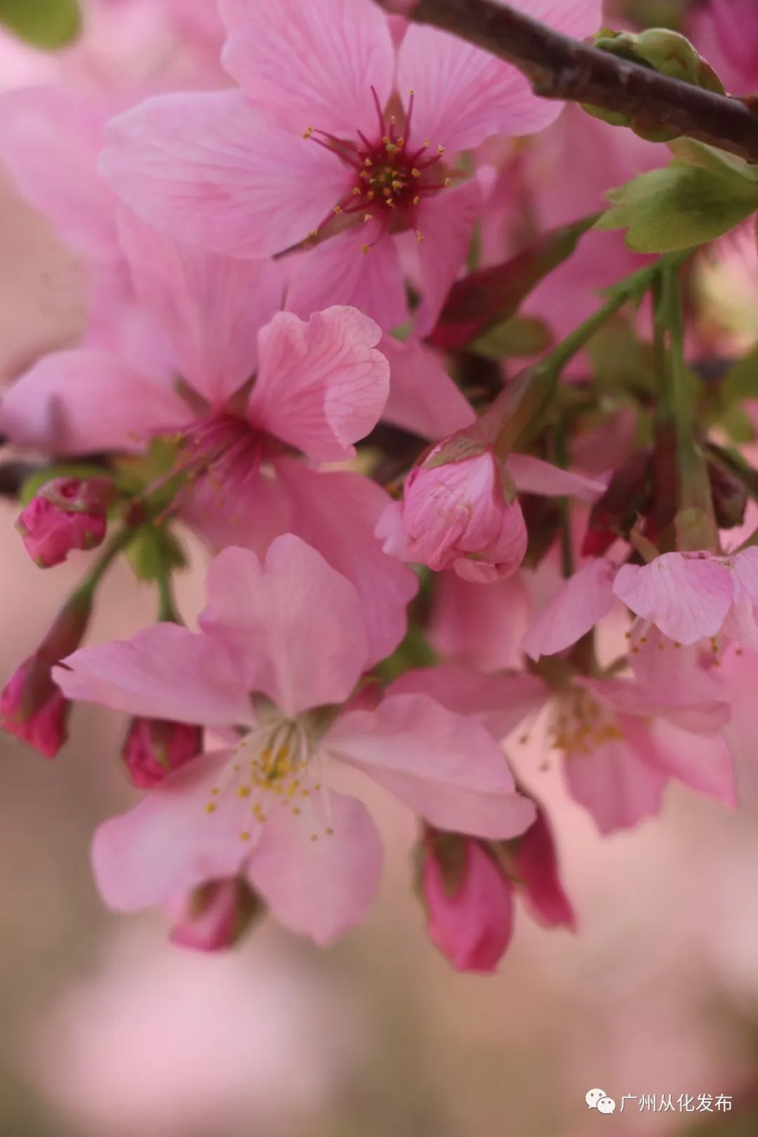 两人从化两天一夜游玩攻略,去从化玩的攻略