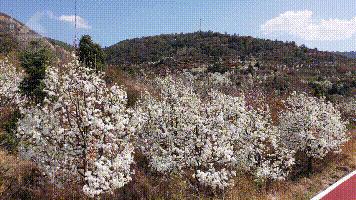 这里又一片花海！周六等你