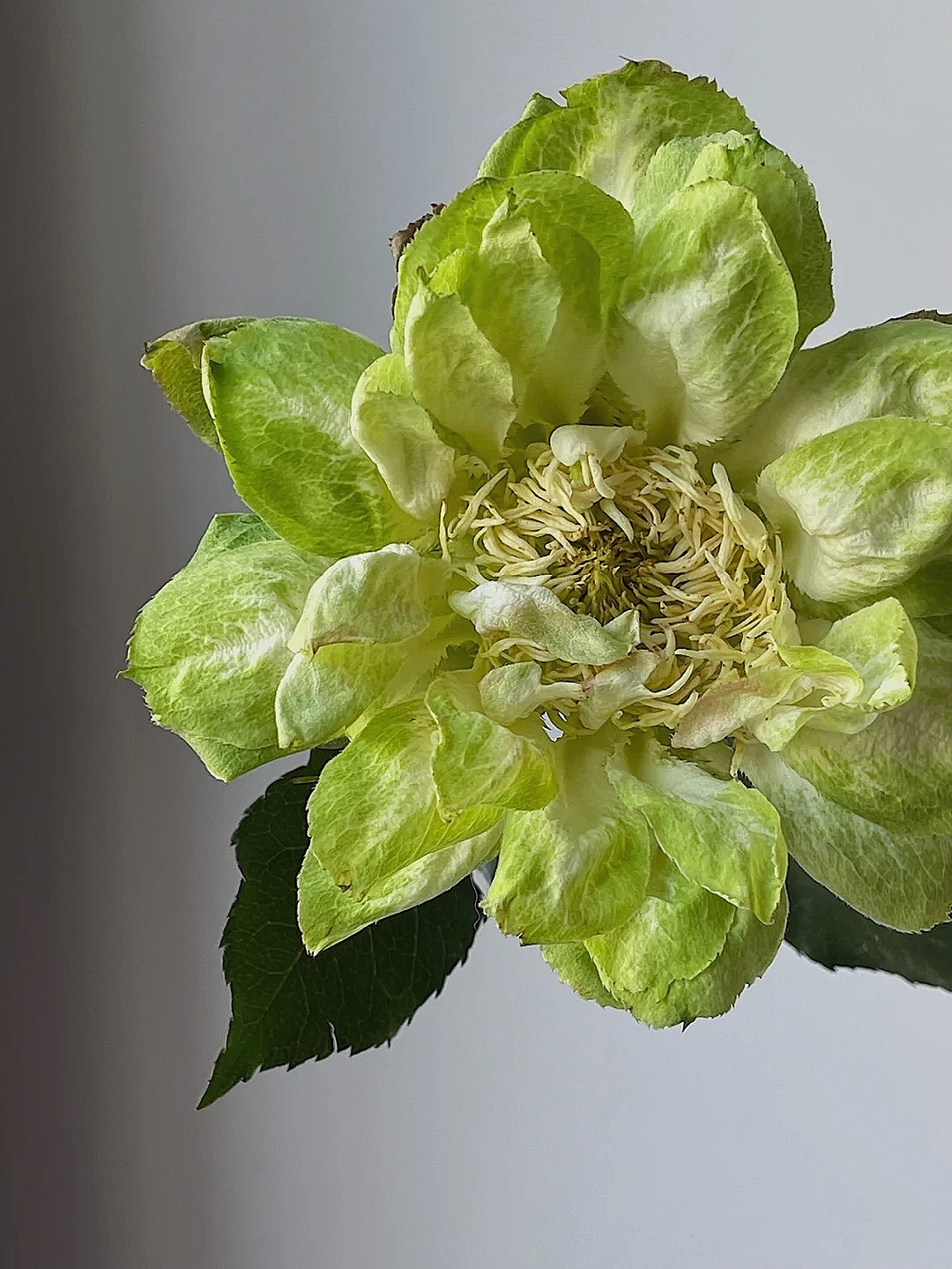 花艺教程花材打理知识,花艺教程常用花材及叶材有哪些