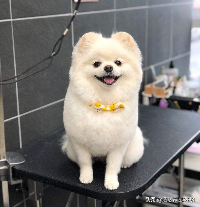 博美犬好养吗怎么训练,博美犬好养吗怎样训练