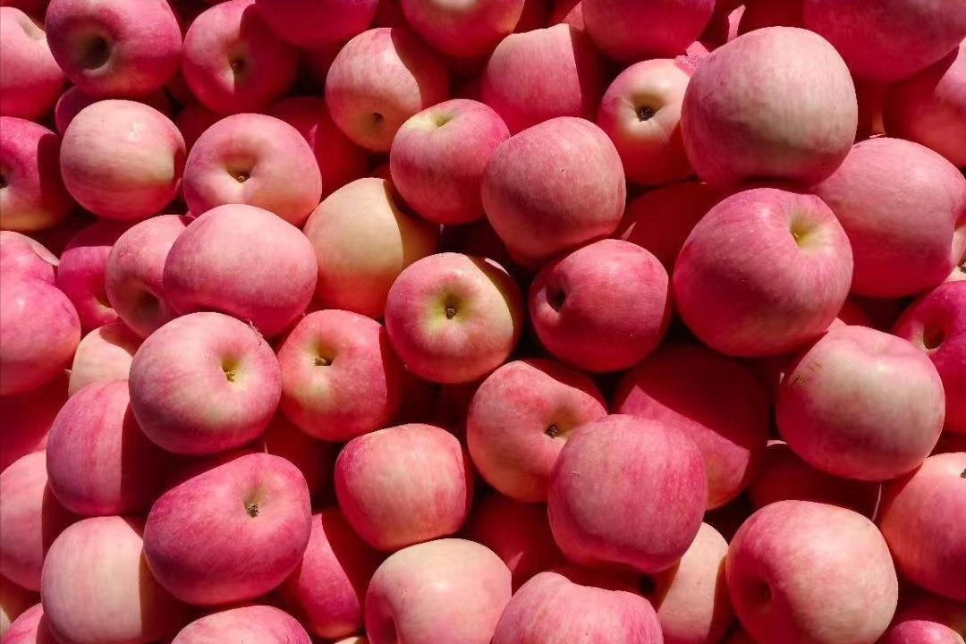 中秋节水果遭遇“中秋劫”，收购商举起价格屠刀，发生了什么？