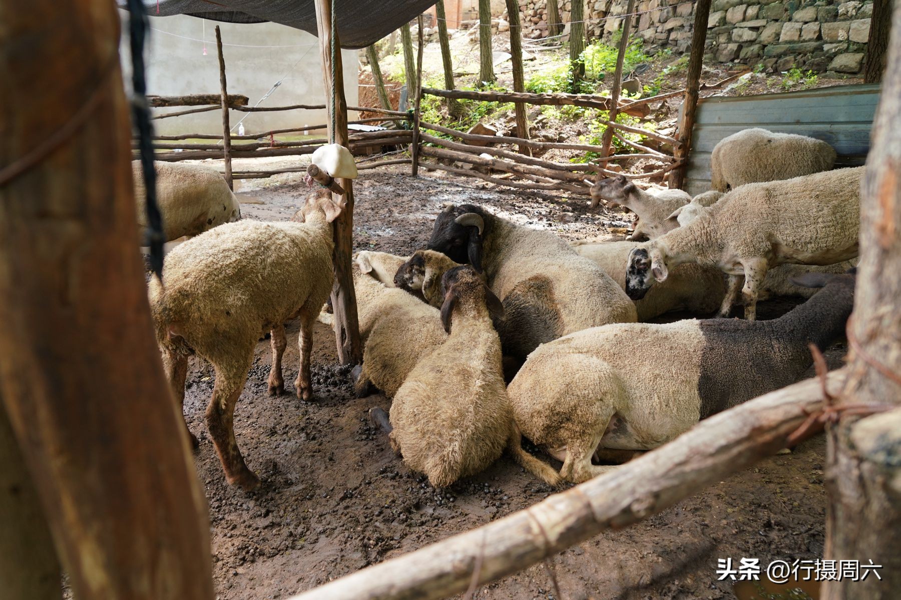 山村兄弟二人搭伙养羊，分配方法奇特，弟弟每年能分8只羊