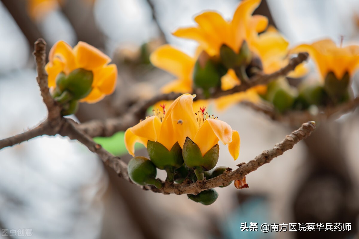 木棉花可以治痔疮,木棉花树皮可以治痔疮吗