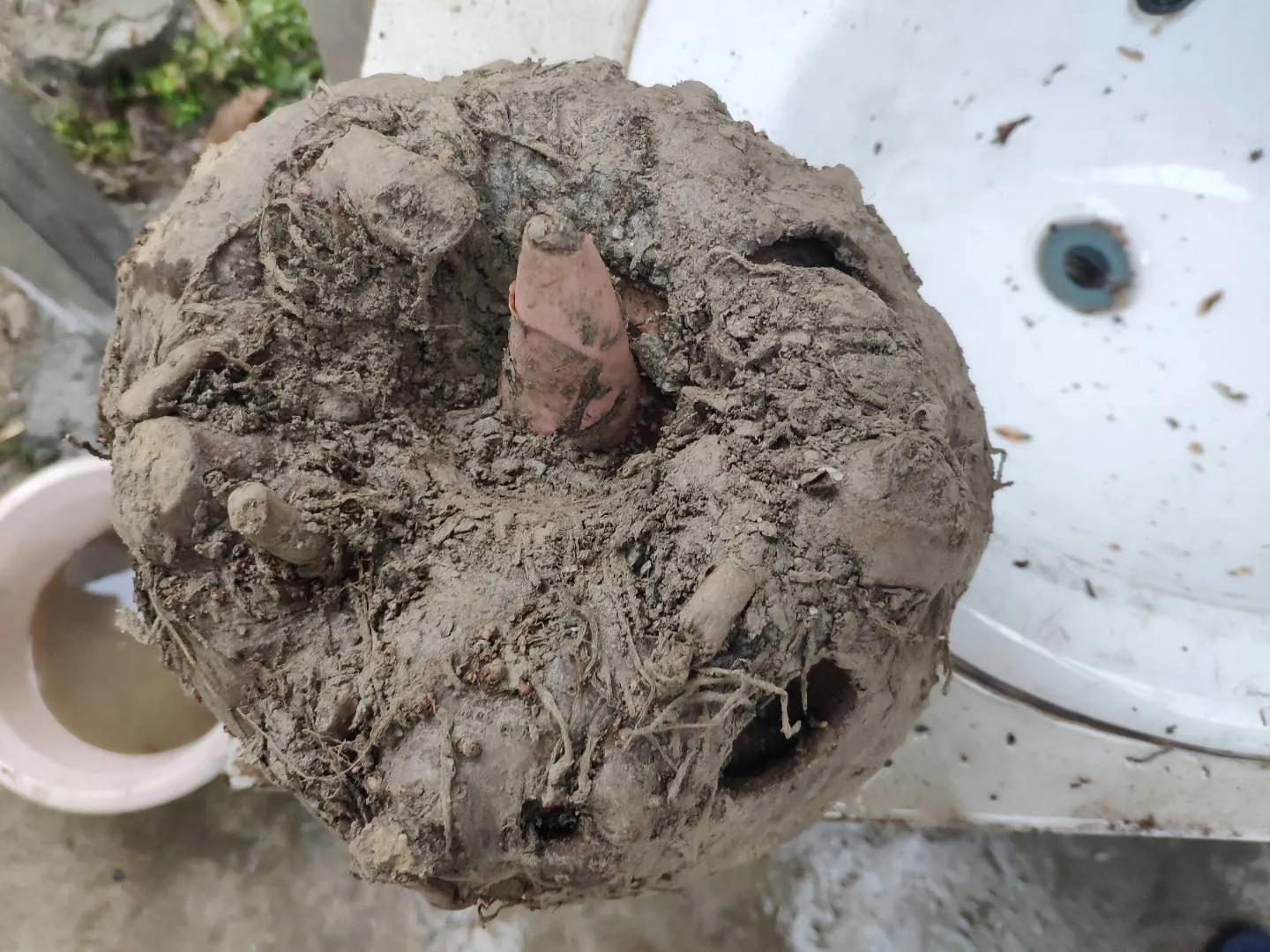 农村种魔芋木薯赚钱吗,在家种植魔芋有什么前景