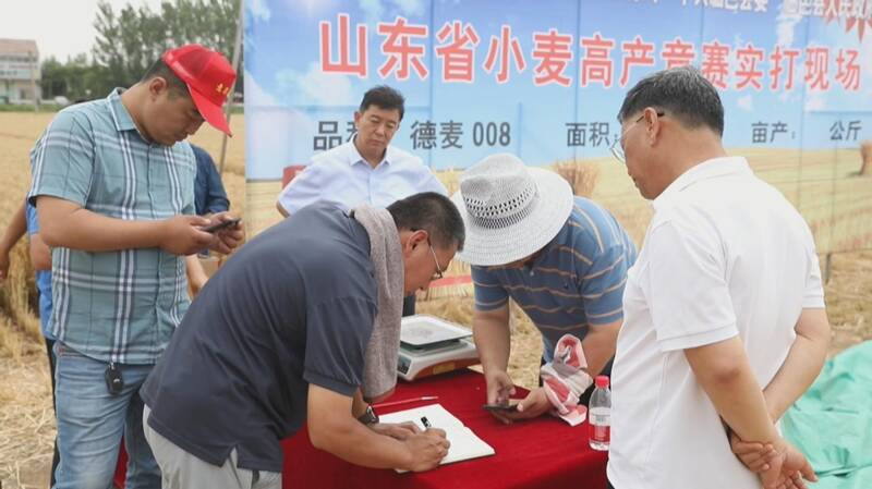 德州小麦亩产王,今年德州小麦产量