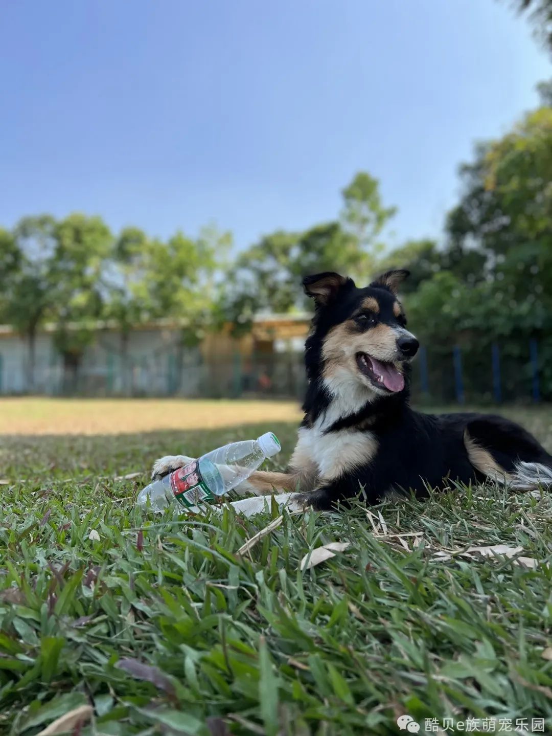 养狗误区123,养狗的误区