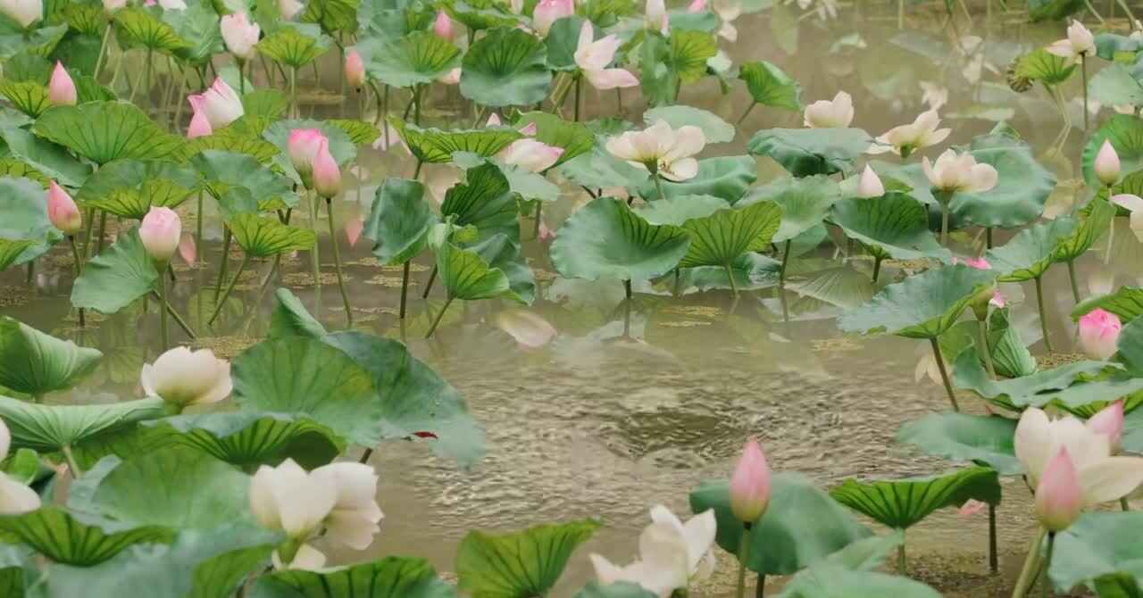 一念花开电视剧在线观看,一念花开电视剧剧情