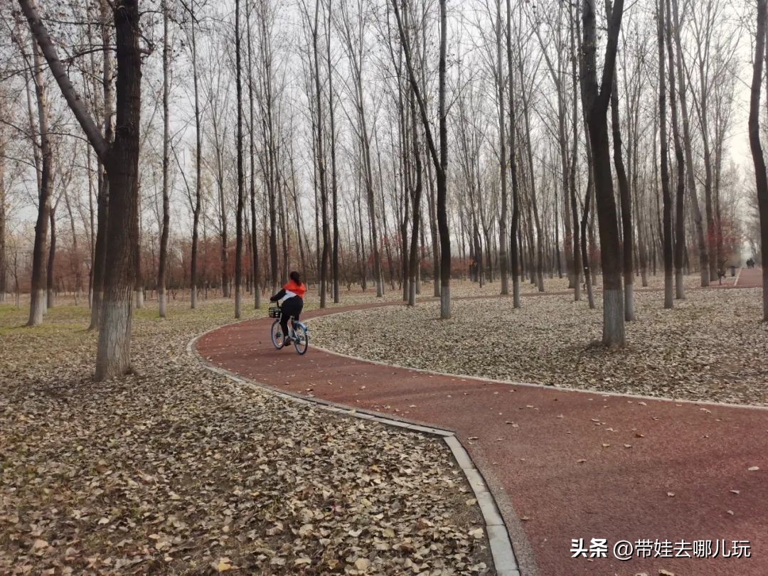 骑行国家森林公园,徒步骑行森林公园