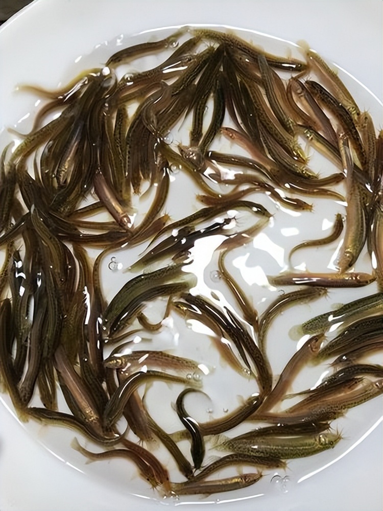 泥鳅养殖病害防治方案,养殖泥鳅易出现的病害