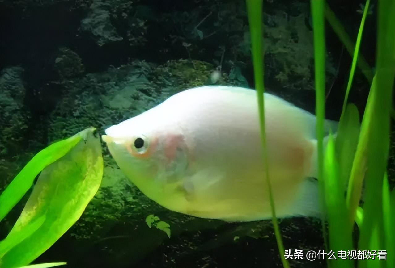 观赏鱼冬天怎么养能活,冬天鱼在鱼缸怎么办