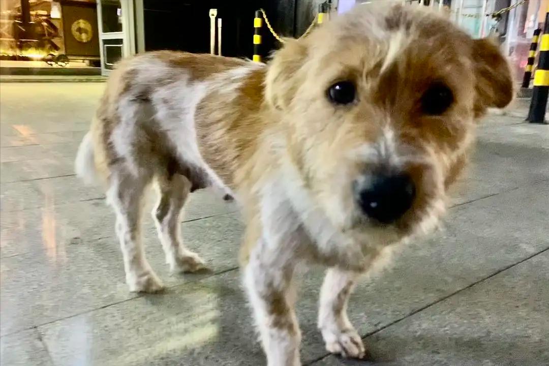 日本人花10万元把自己变成一条狗,日本一男子厌倦生活花200万变成狗