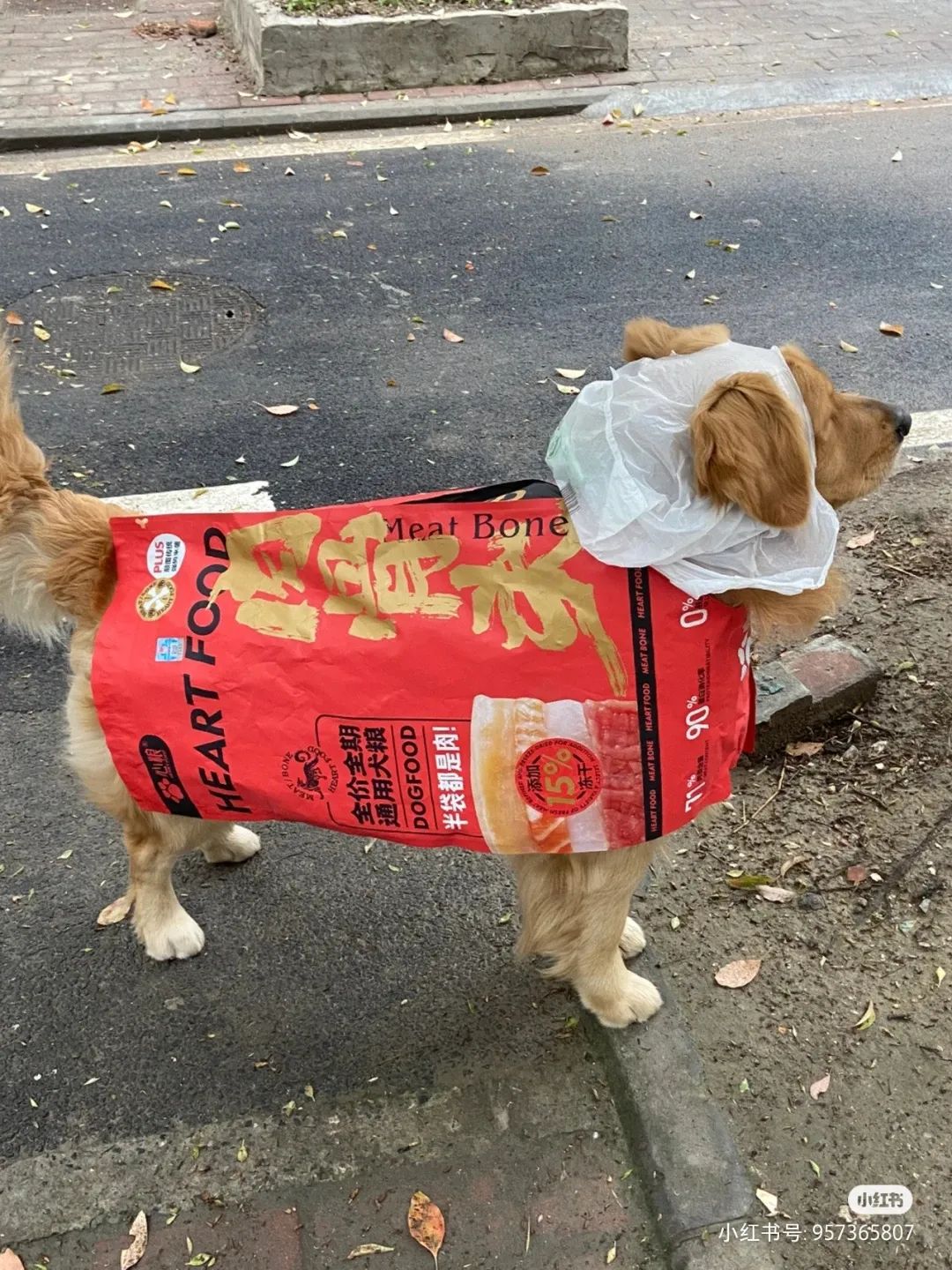 谁懂啊！回南天的养狗人家，惨过住鸡圈！pang臭！