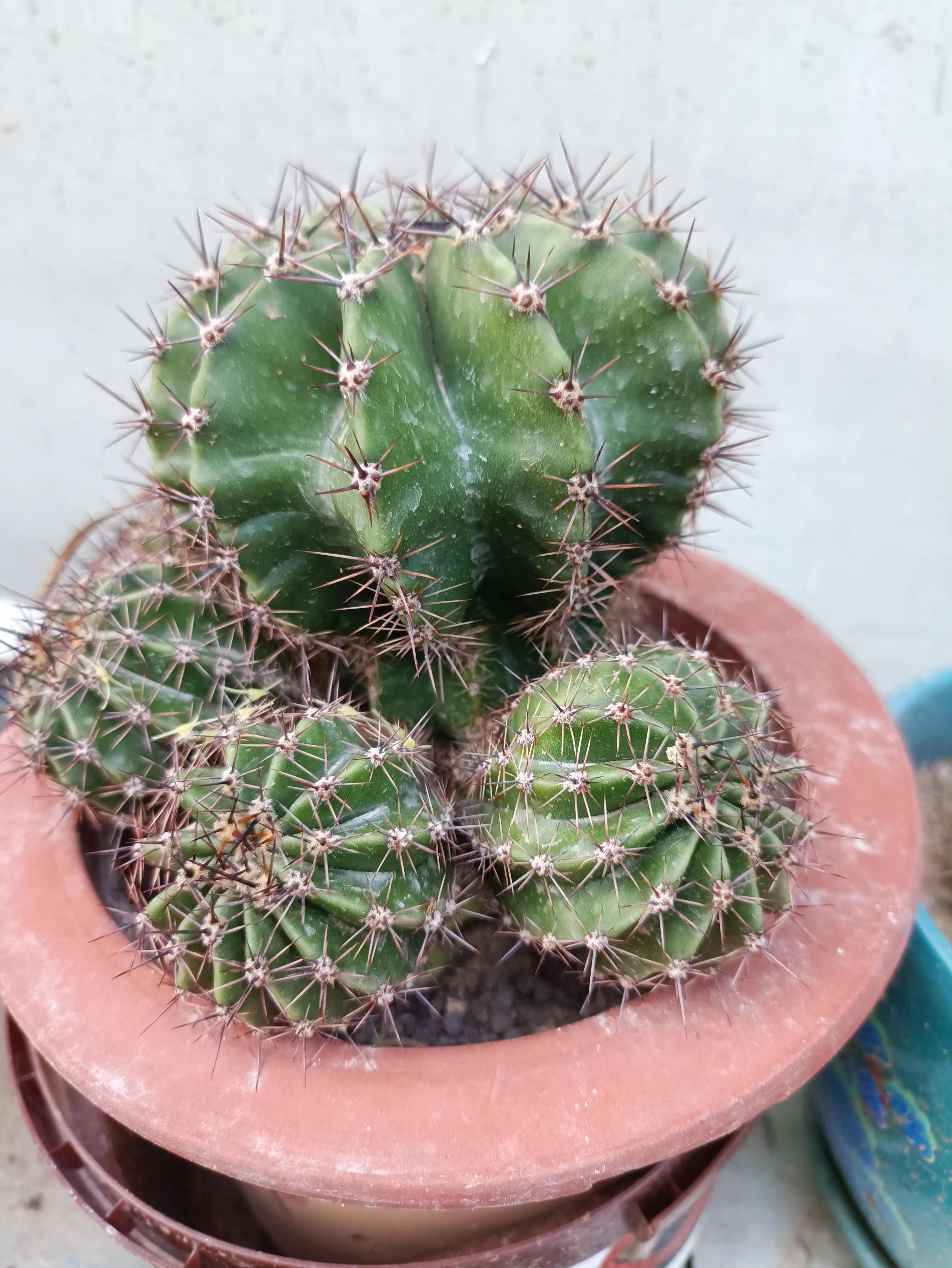 仙人球的花语完整版,仙人球的花期有多长时间呢