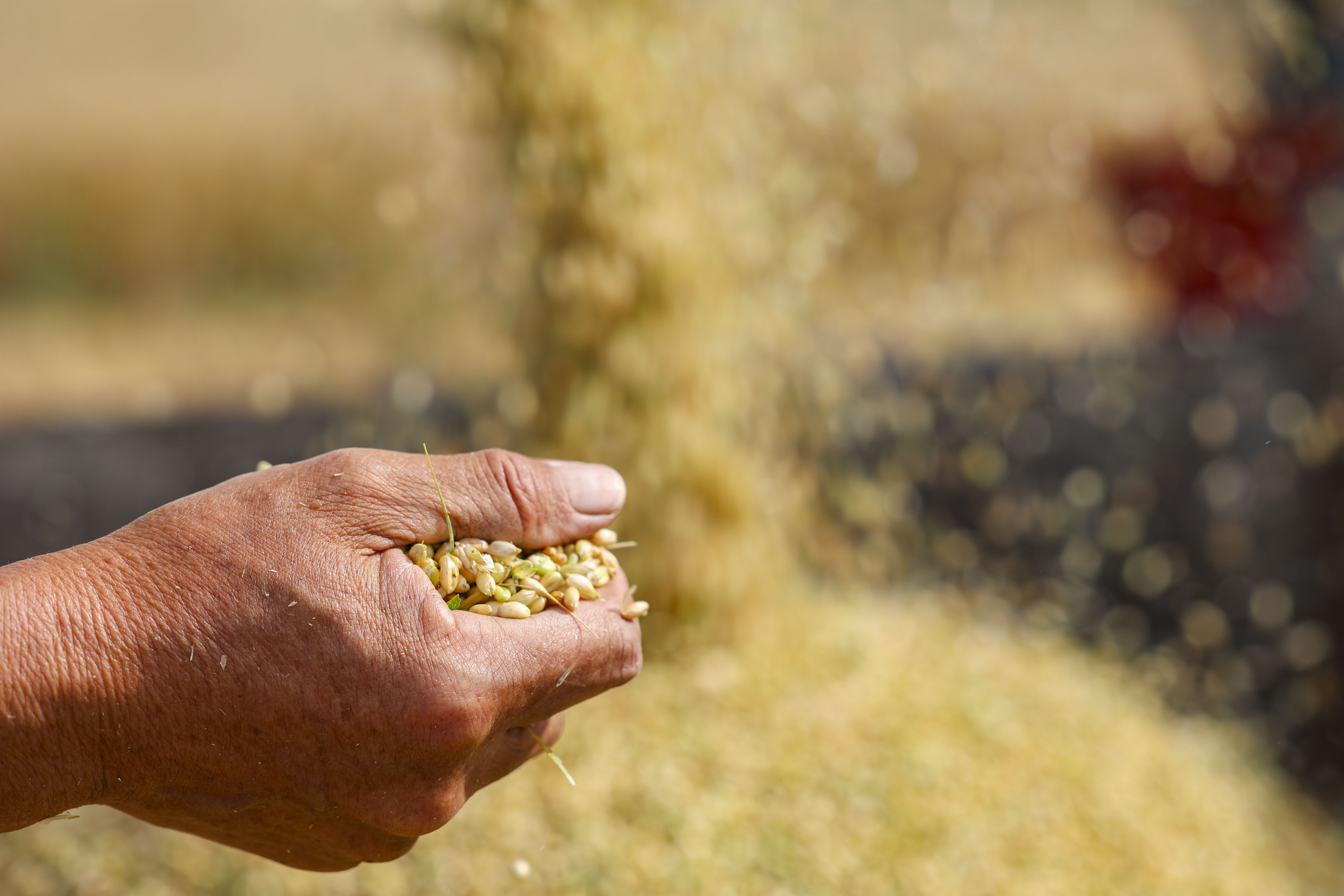 小麦丰收的画卷在错水河畔铺展，徐村麦浪滚滚，“丰”景如画