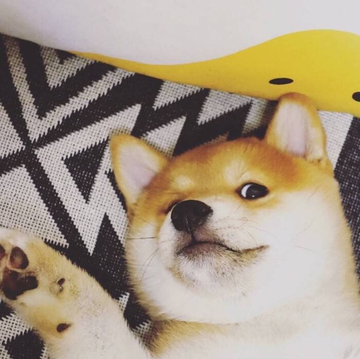 柴犬拉肚子吐了好几回怎么办,柴犬喝牛奶拉肚子怎么办