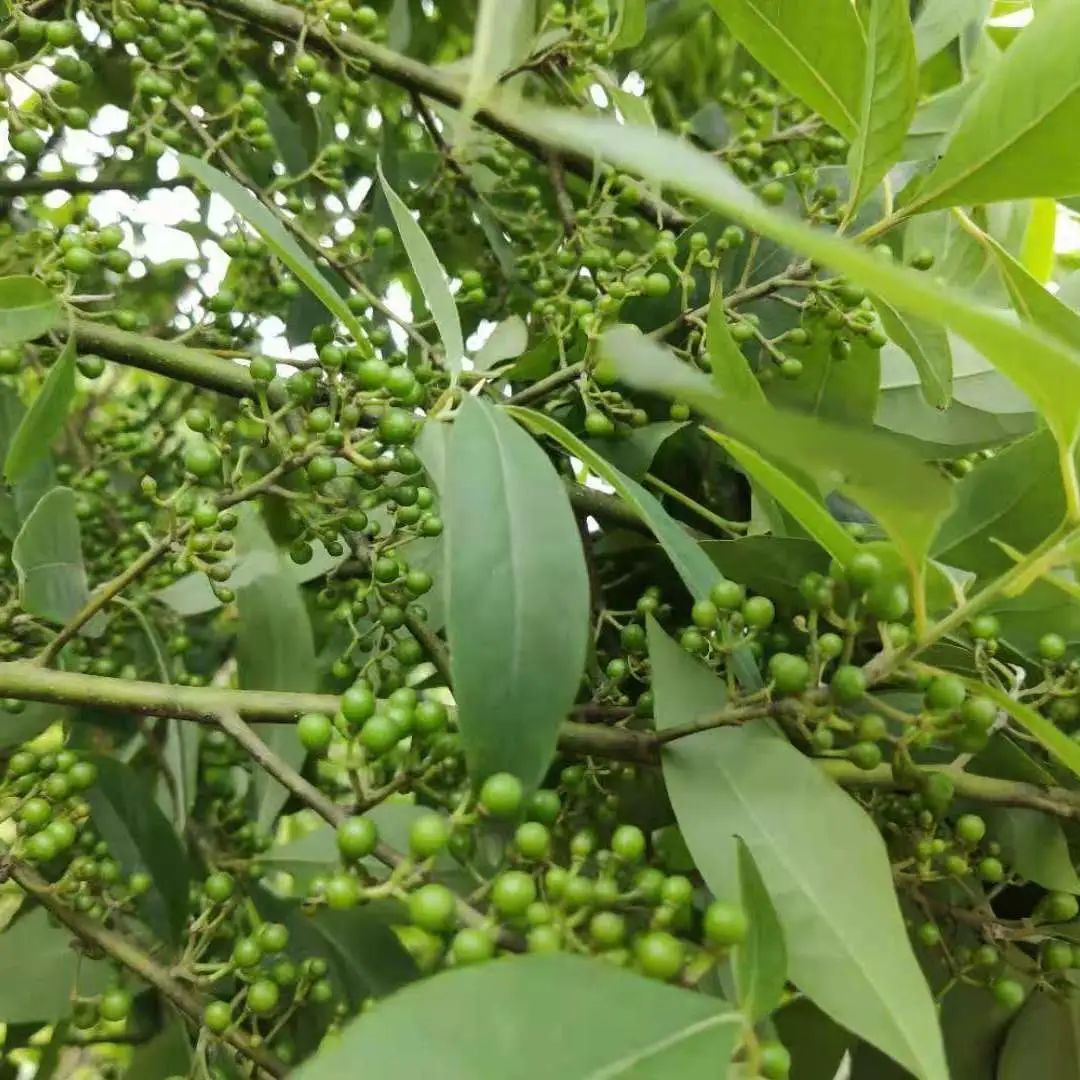 木姜子新鲜现摘,木姜子摘了怎么保存