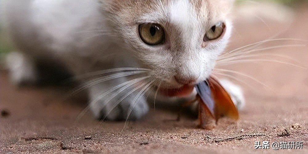 猫嘴里吐出半只蟑螂，如何消毒？在线等，急