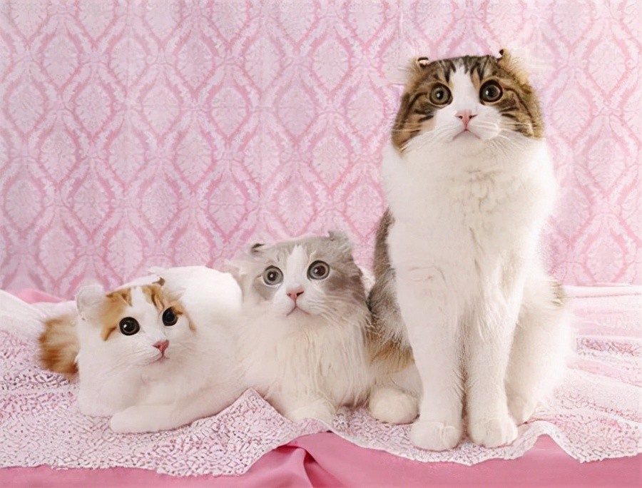 猫咪是属什么的,猫咪是什么生物