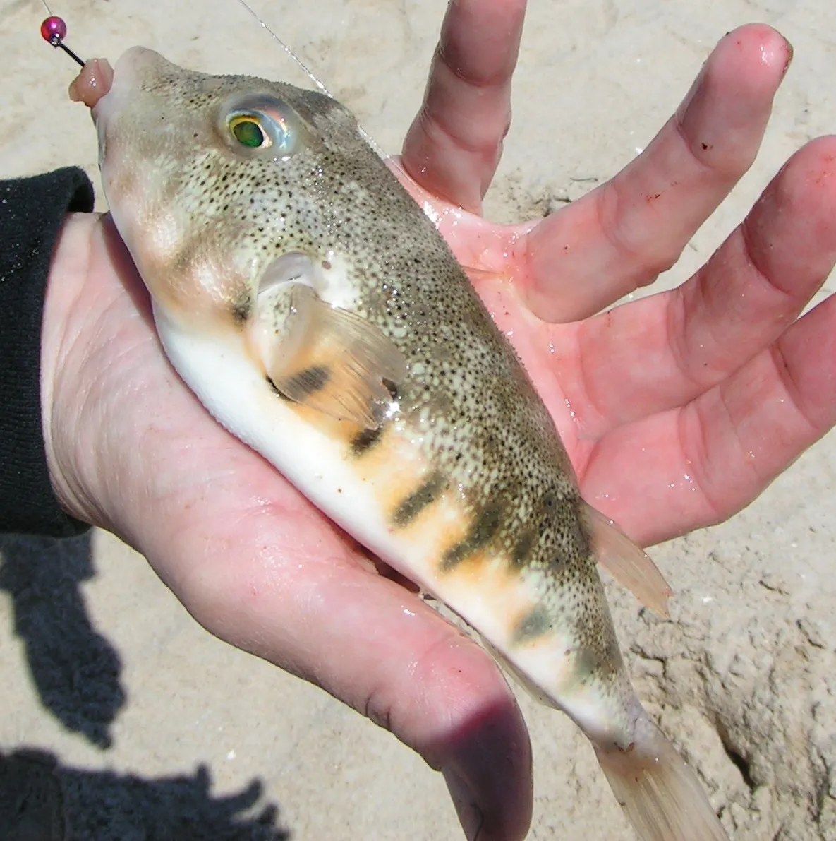 日本河豚养殖,养殖河豚做法