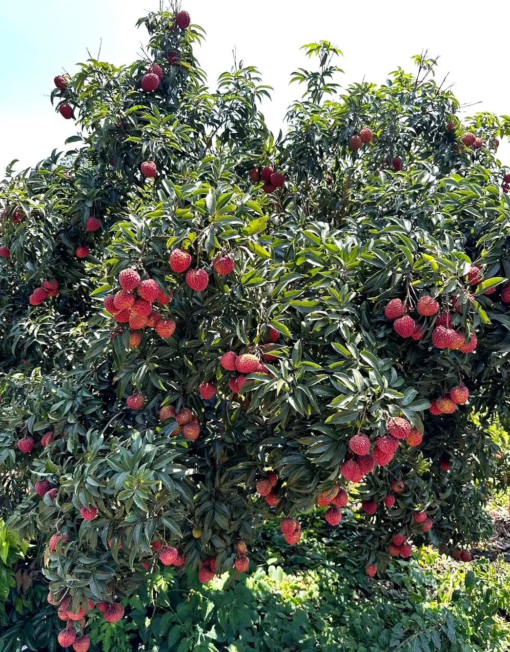 “水晶细嚼甜于蜜,满口生香玉露漙”,夏日里的荔枝又鲜又红又甜