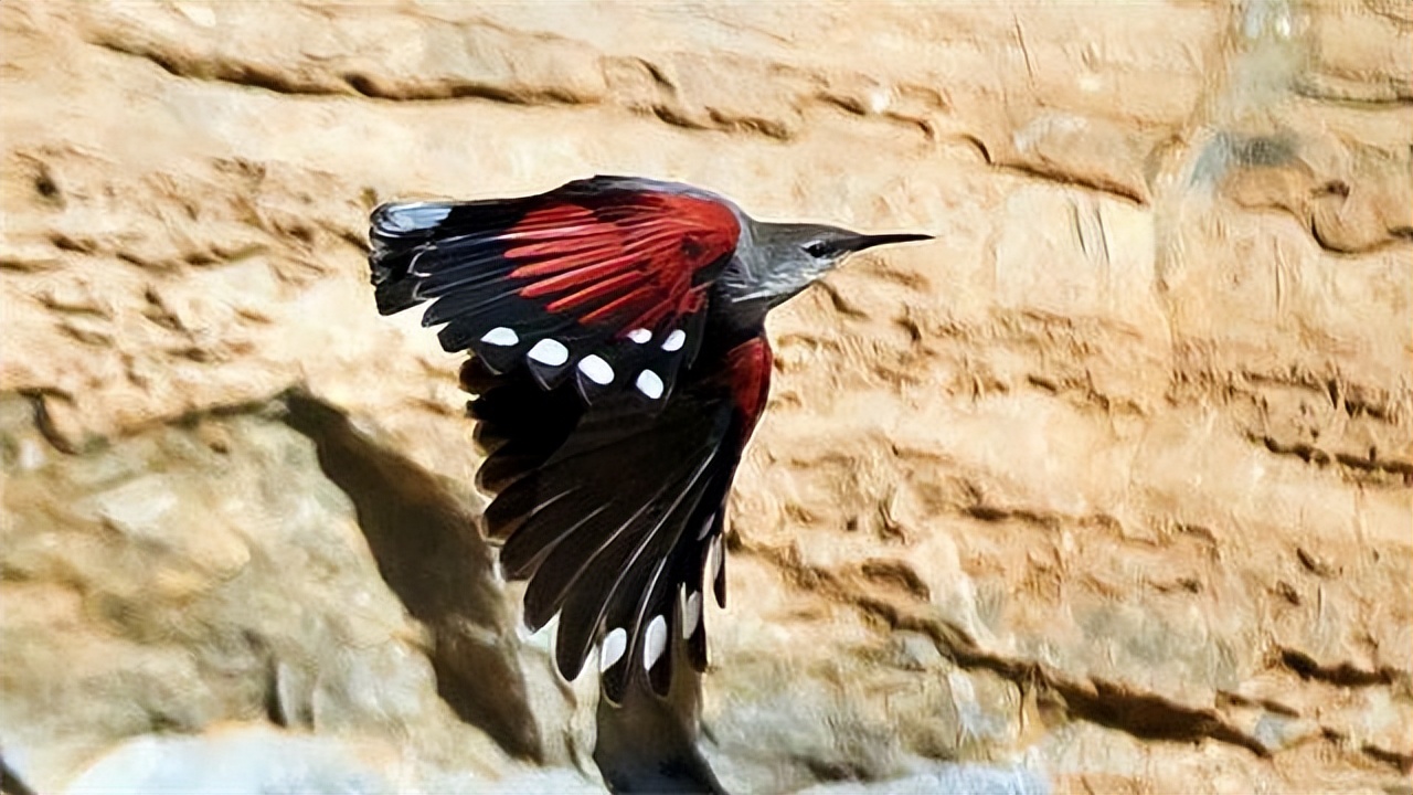 半盲将军，钻石骑士，一生只想飞的超级王牌——加兰德