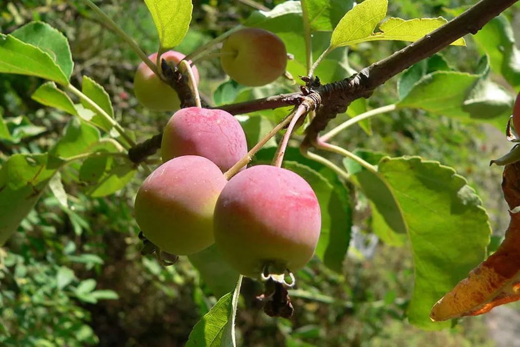 蔷薇科水果是什么,蔷薇亚科著名水果