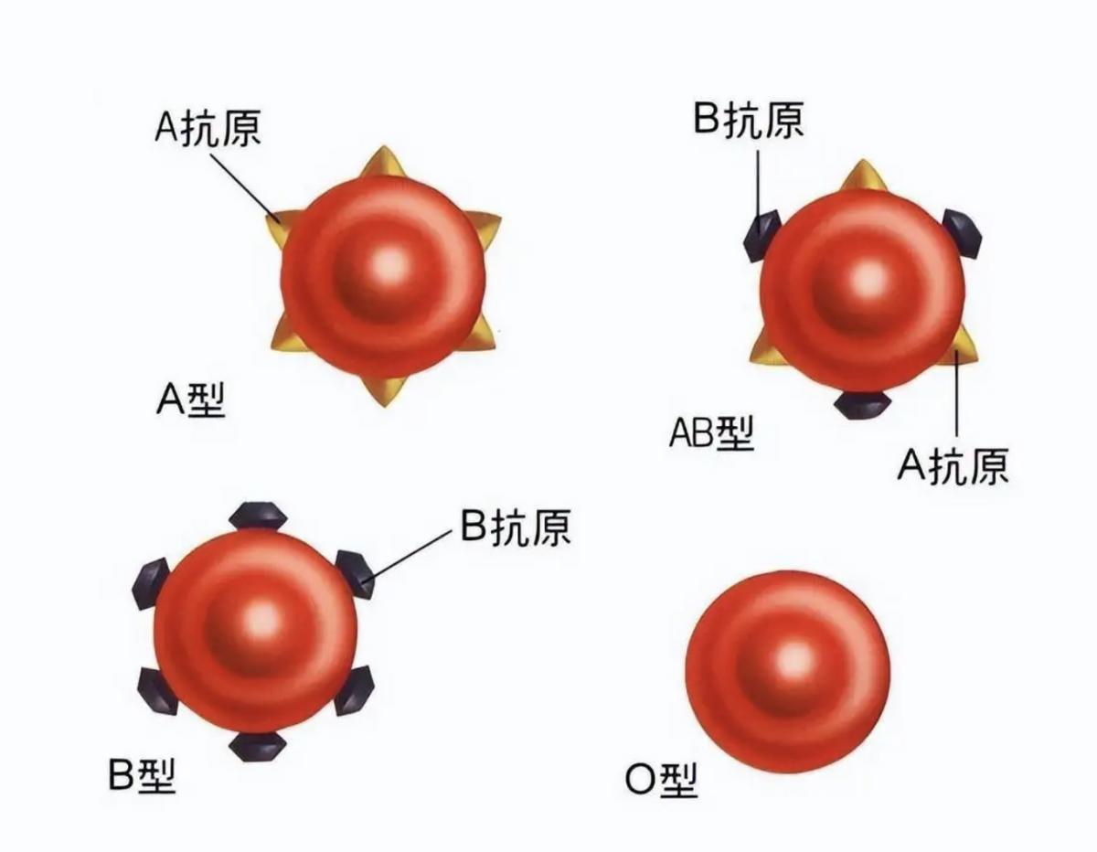 比“熊猫血”还稀有的救命血,世界上最罕见的血熊猫血