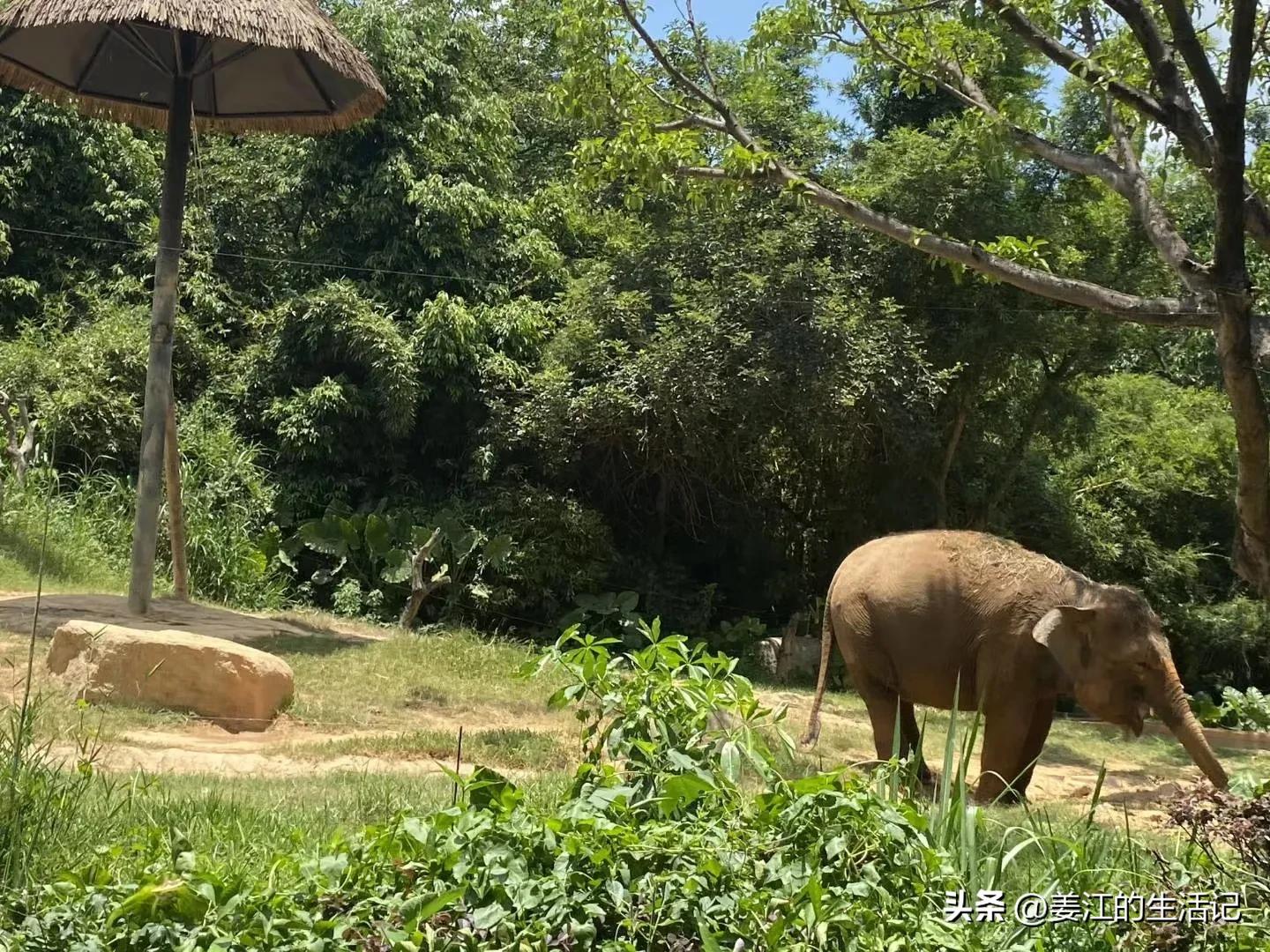 广州长隆野生动物园最好攻略,最近广州长隆野生动物园攻略
