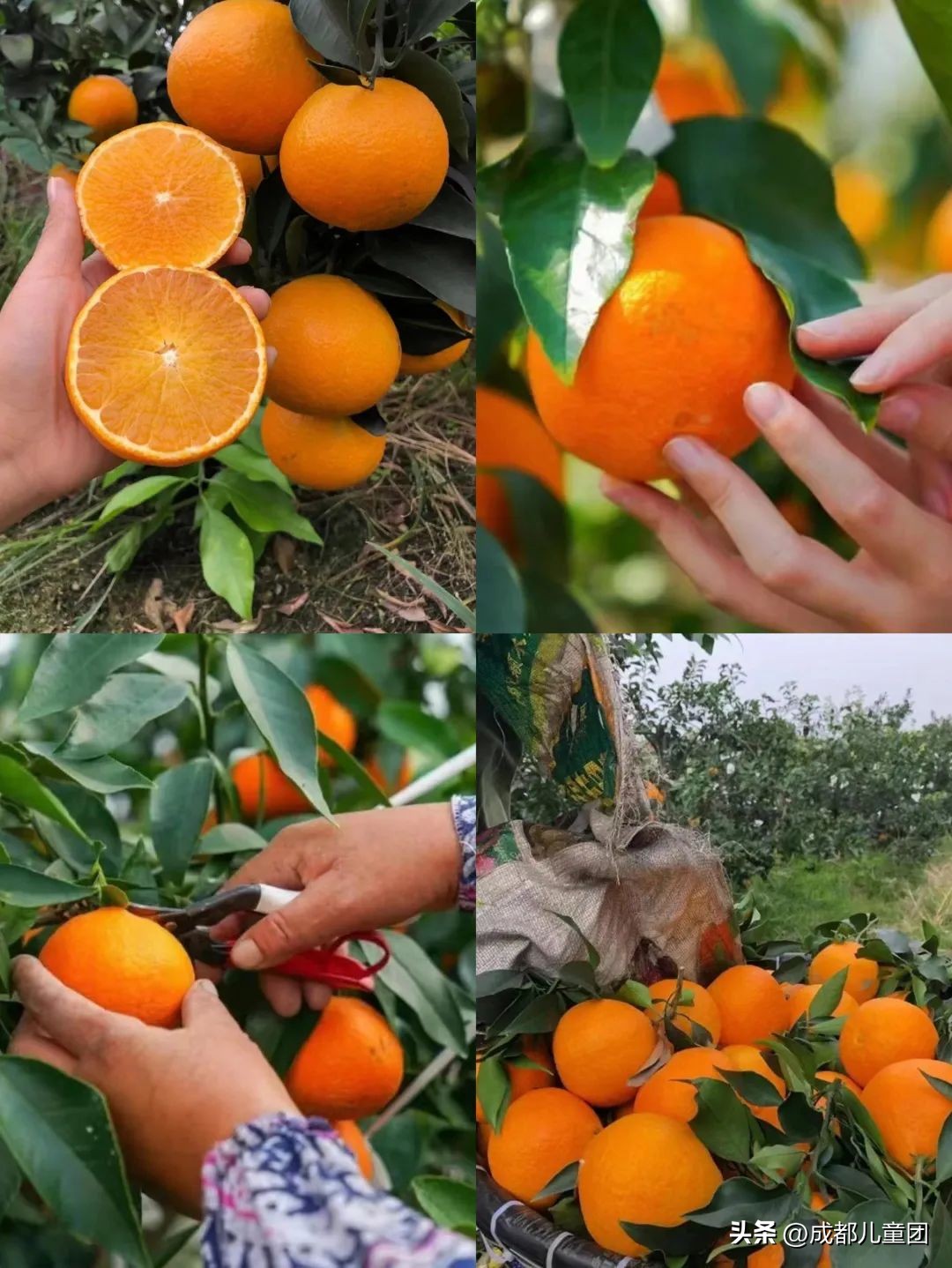 摘草莓橘子的地方推荐,附近摘橘子的地方推荐