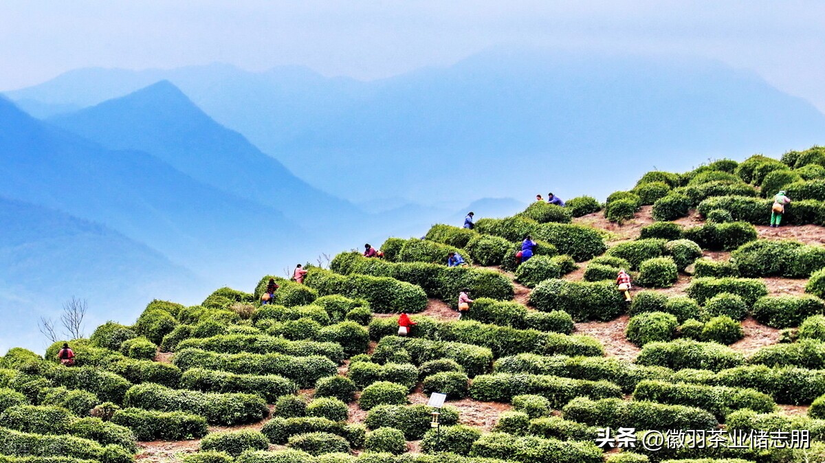购买茶的正确方法,学会这几招买茶不踩坑
