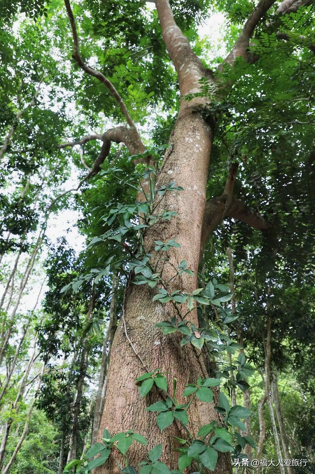云南西双版纳热带植物园官网,西双版纳植物园全面讲解
