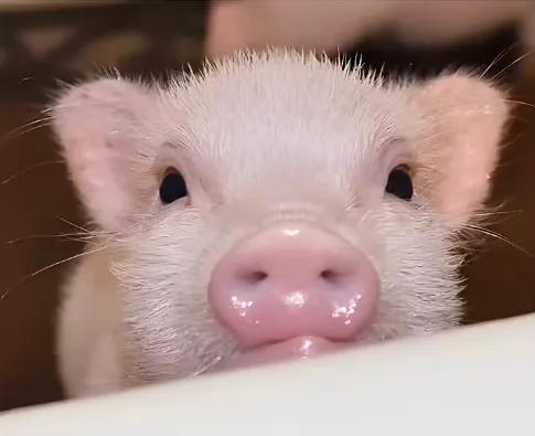 茶杯猪什么样子,茶杯猪是什么宠物
