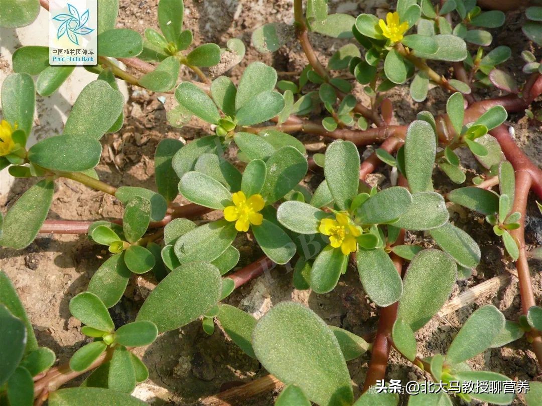 春天常见的野菜哪种最好吃,春天最适合吃这6种野菜