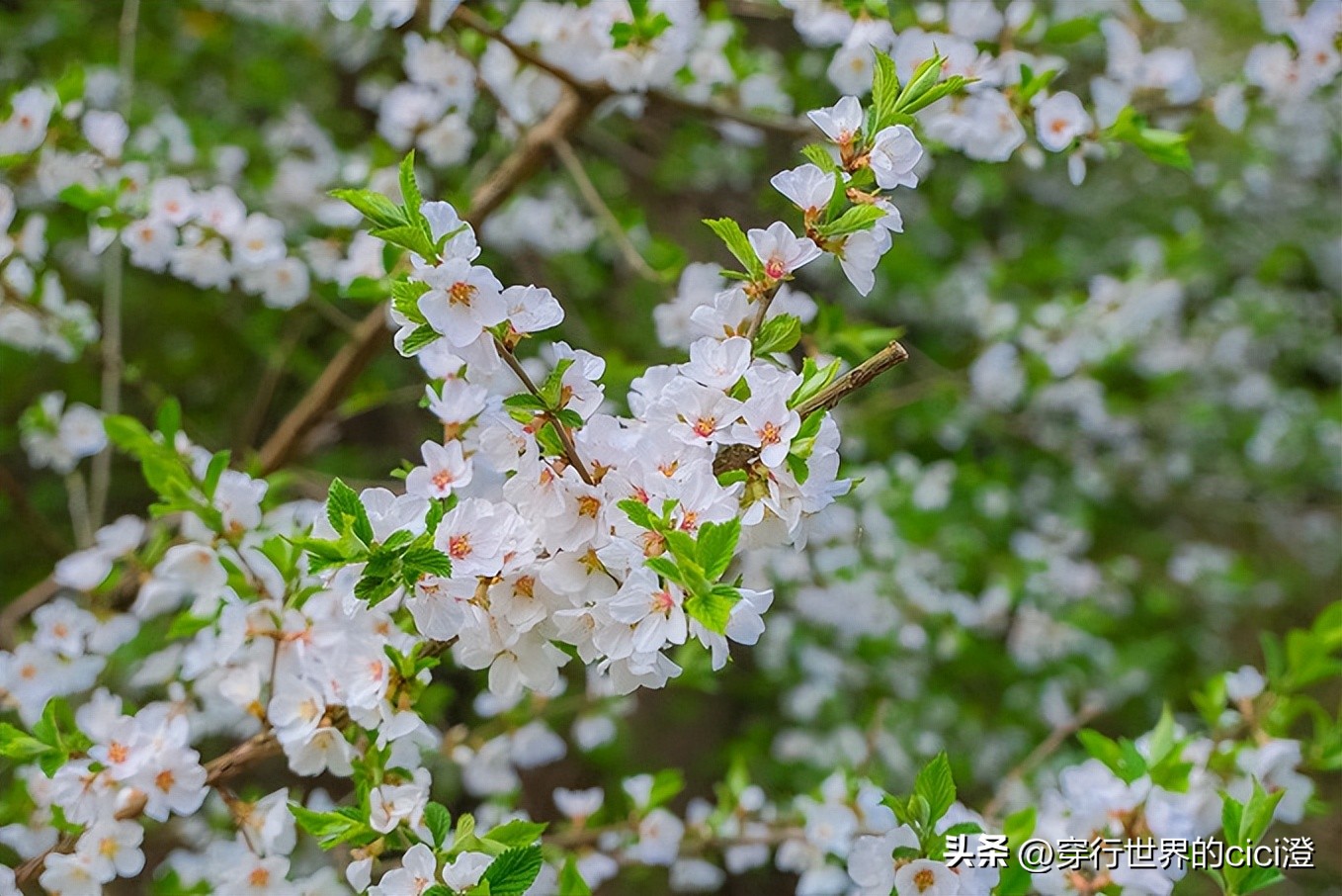 大连一日游都可以玩什么,大连一日游旅游攻略