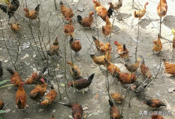 治疗鸡群球虫应该注意什么,多大的鸡容易感染球虫