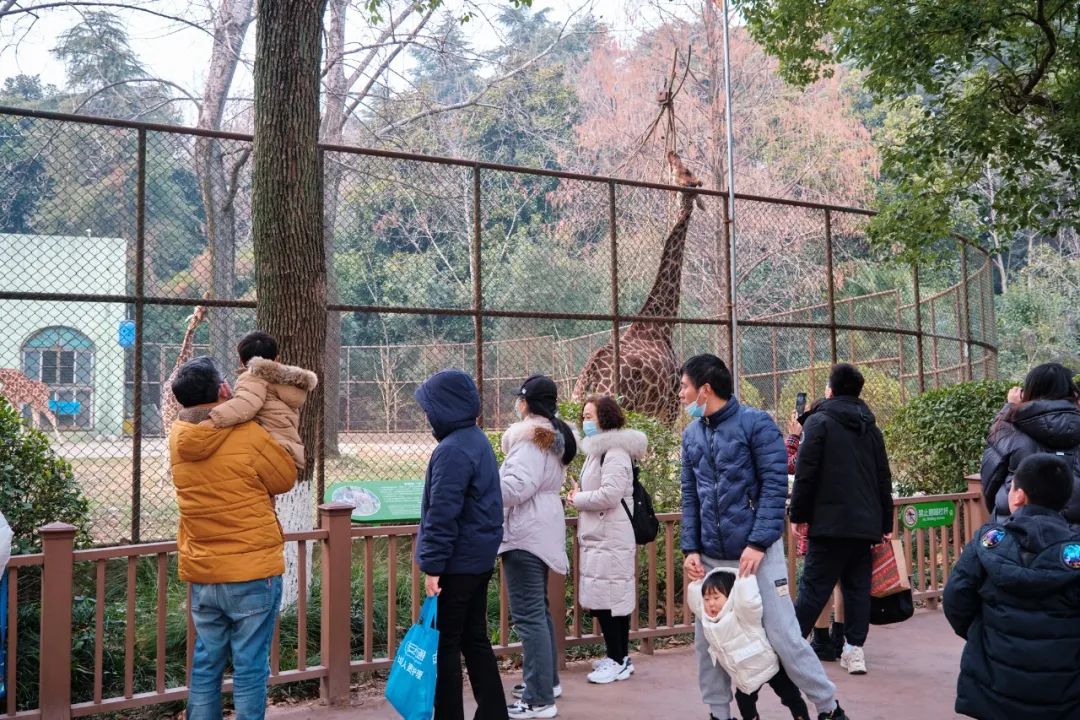 红山动物园亏损3千万网友很着急,近两年疫情原因导致亏损如何翻身