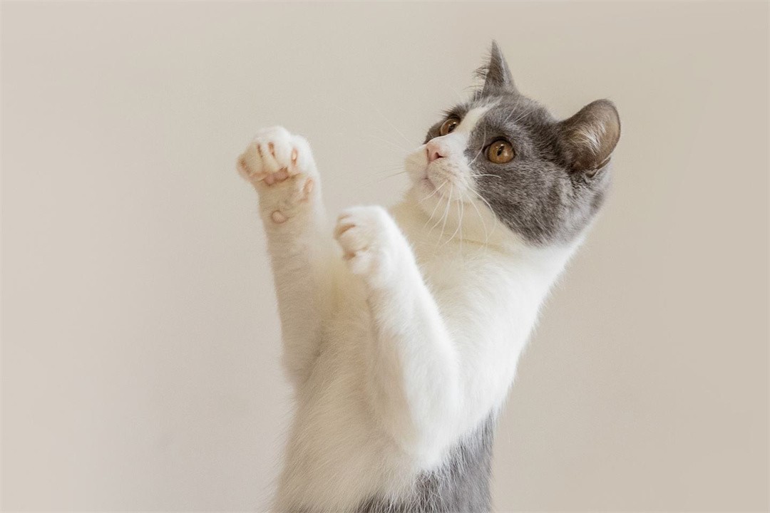 世界上最聪明的动物是什么动物,世界上最聪明的十种动物排名