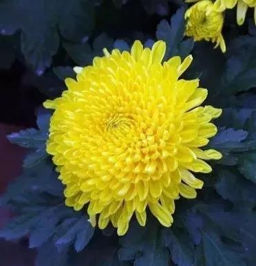 虎年拜年祝福语短视频创意,虎年给领导拜年祝福语幽默