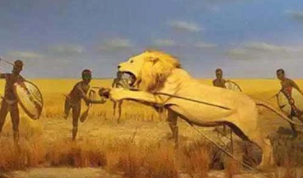 草原之王狮子怕马赛人,狮子怕马赛人还是草原霸主