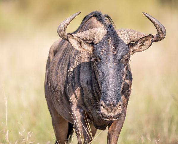 为什么角马长得像牛却叫马,角马长得明明像牛为何叫马