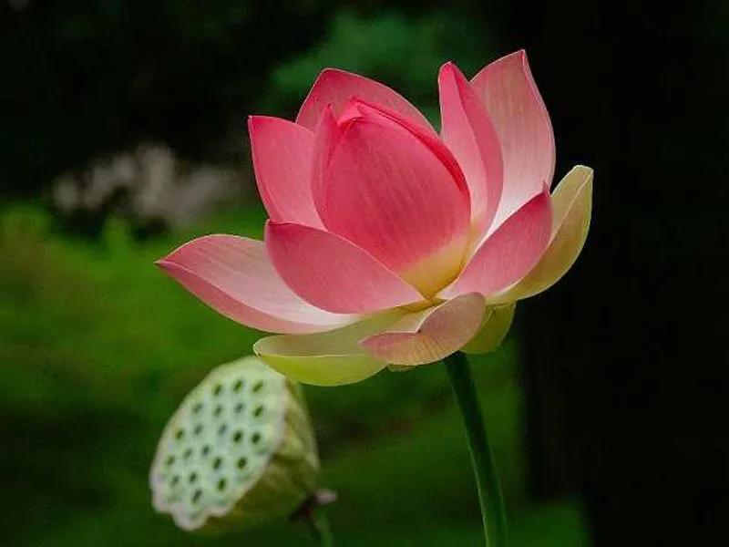 国色天香秀色可餐的美女 (秀色可餐与国色天香)