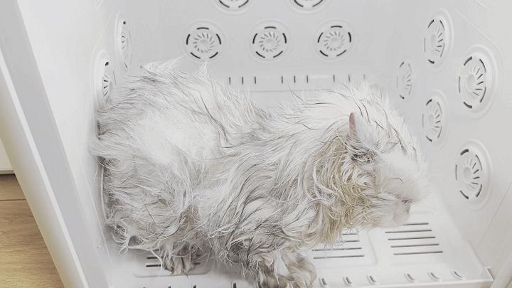 铲屎官福音:烘干箱不止高效快干大空间,JirpetF1首发体验有惊喜